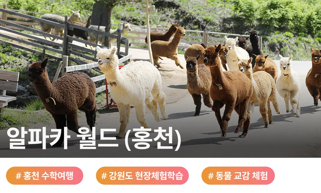 강원도 홍천의 자연 속에서 알파카와 다양한 동물을 만나는 체험학습입니다.